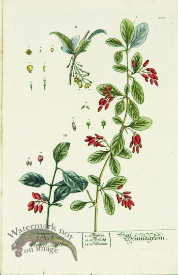 Blackwell German 113